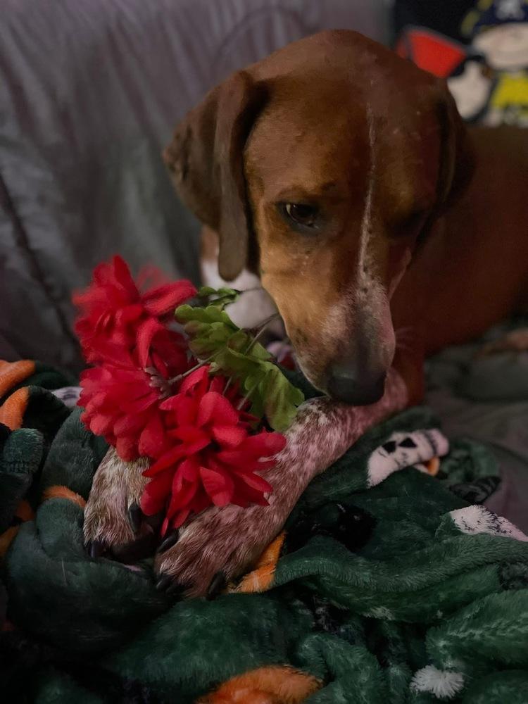 Enlarge Rusty, a Adoptable mixed breed in Middletown, CT image 4/6