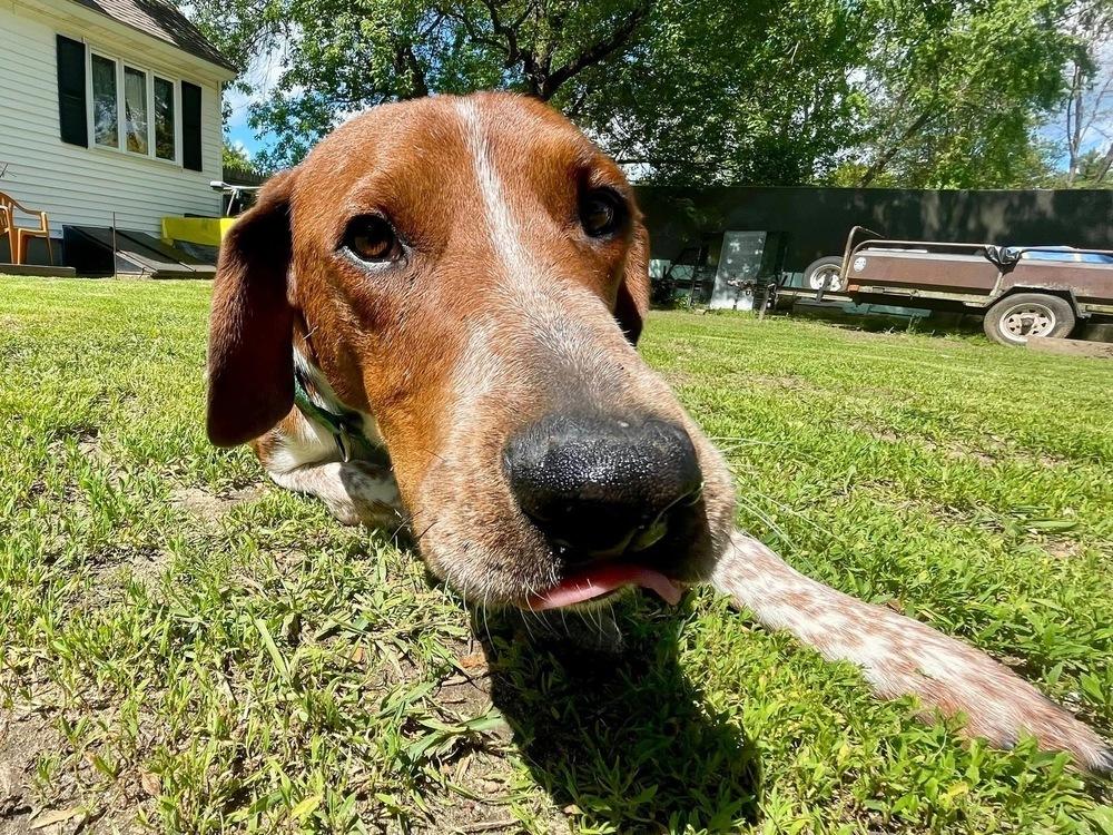 Enlarge Rusty, a Adoptable mixed breed in Middletown, CT image 5/6