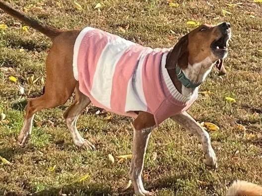 Enlarge Rusty, a Adoptable mixed breed in Middletown, CT image 6/6