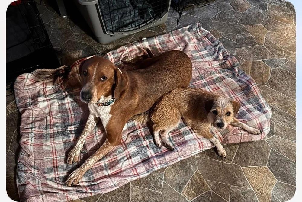 Enlarge Rusty, a Adoptable mixed breed in Middletown, CT image 3/5