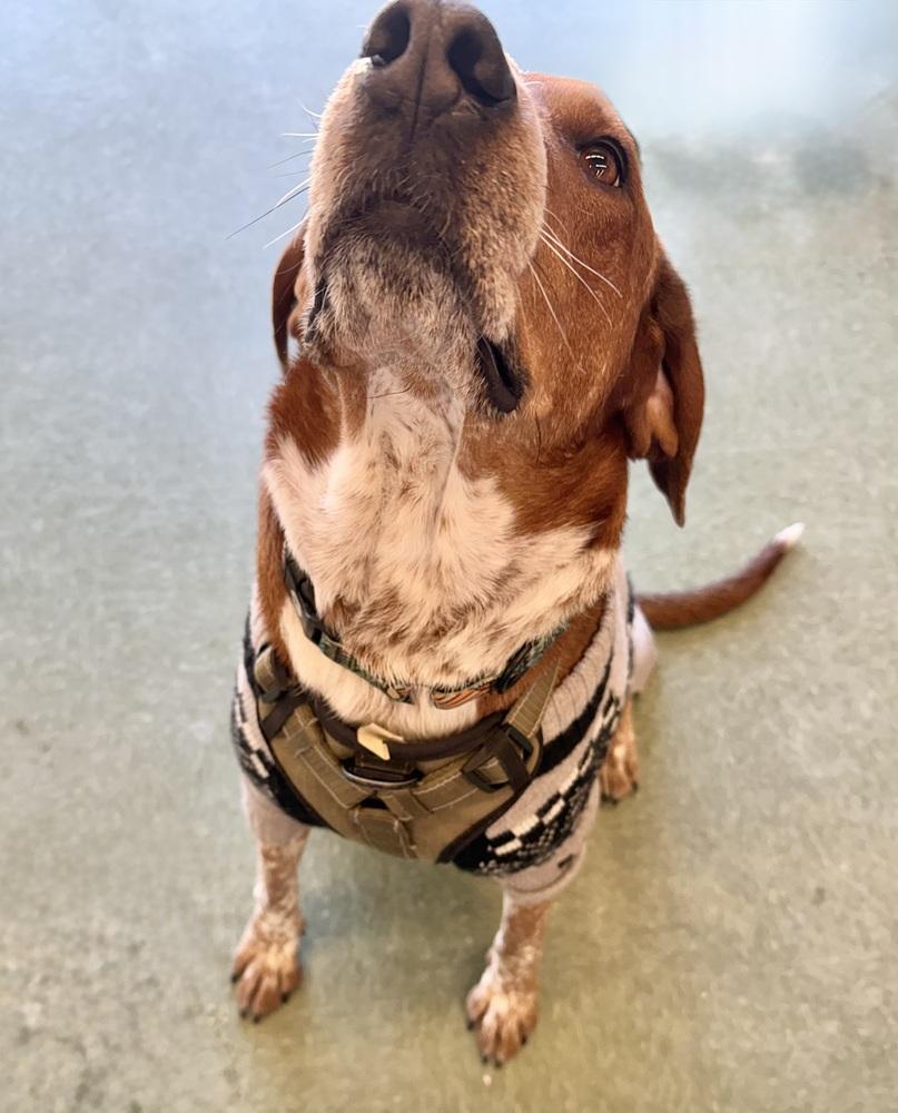 Enlarge Rusty, a Adoptable mixed breed in Middletown, CT image 5/5