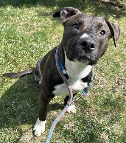 Enlarge MAJOR, a Adoptable Pit Bull Terrier in Dayton, OH image 1/1