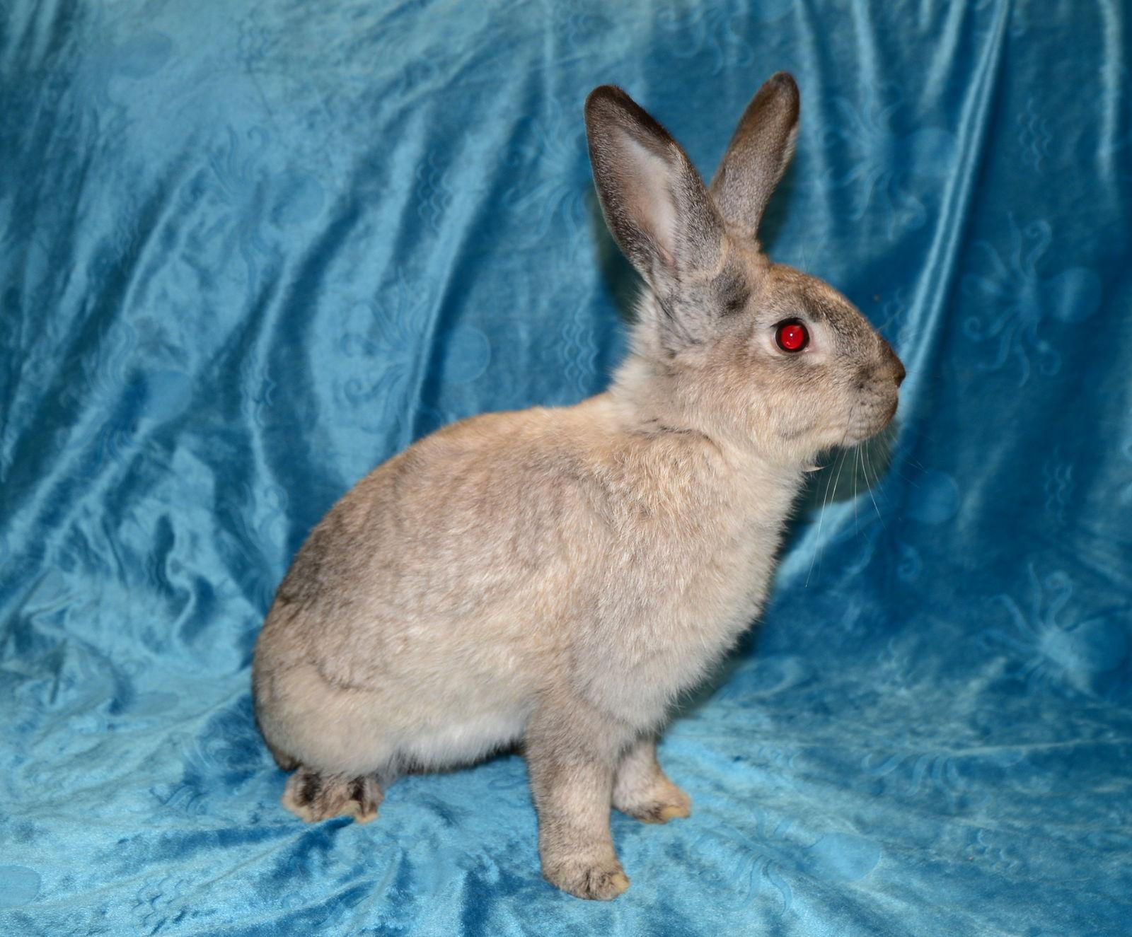 Troy, Adoptable, Young Male Bunny Rabbit.