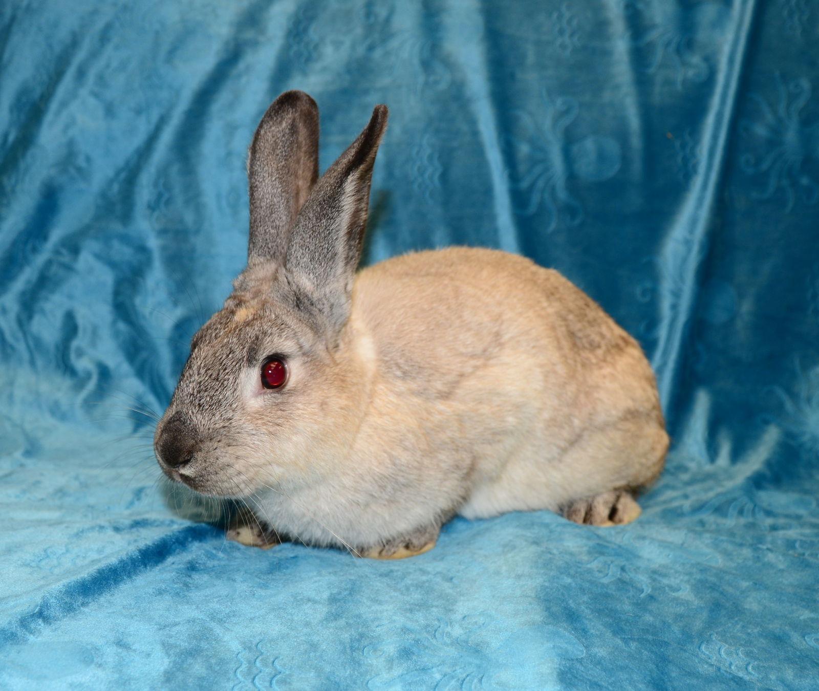 Enlarge Troy, a Adoptable Bunny Rabbit in Chesterfield, MO image 2/3