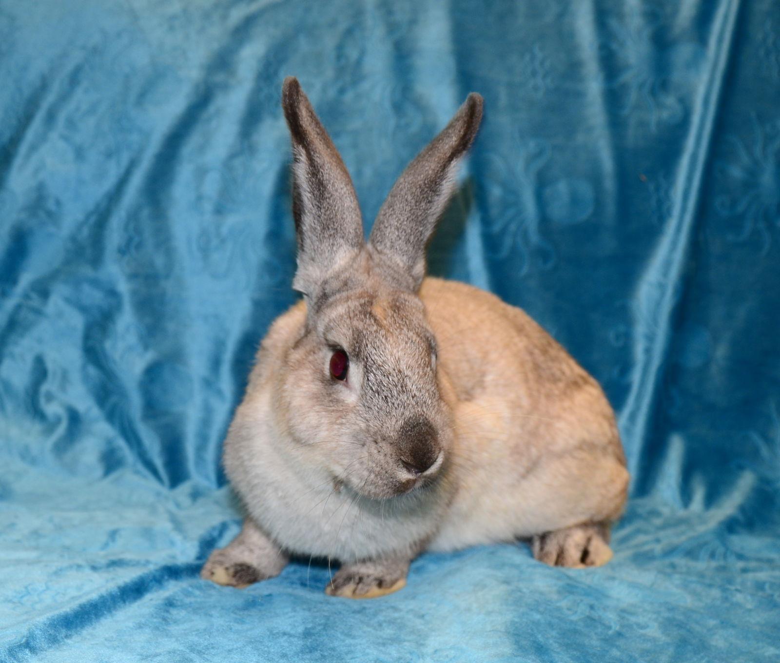 Enlarge Troy, a Adoptable Bunny Rabbit in Chesterfield, MO image 3/3