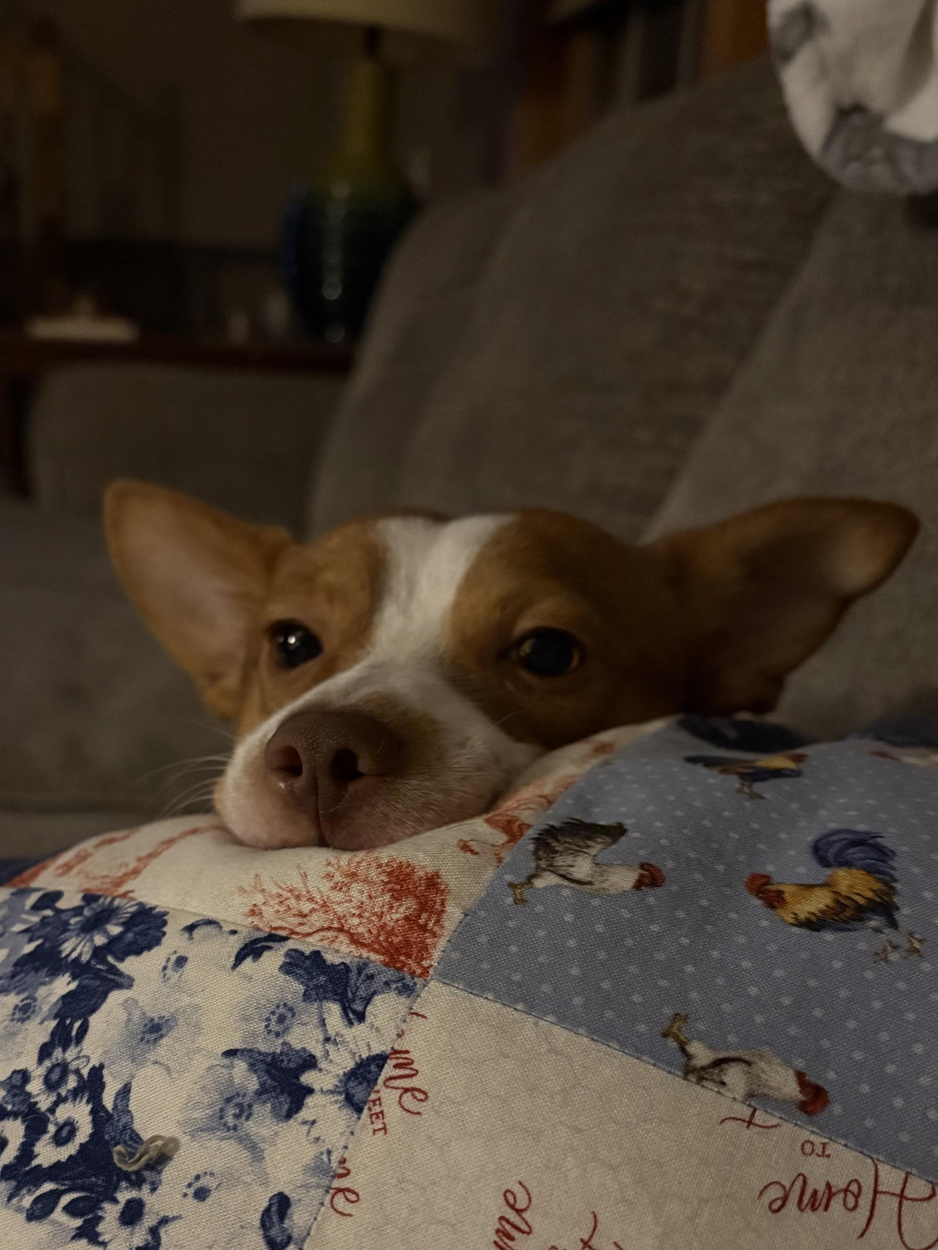 Mojo, Adoptable, Adult Male Mixed Breed.