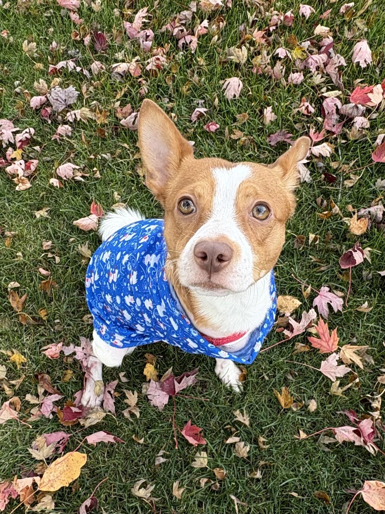 Mojo, a Adoptable mixed breed in Dubuque, IA image 2/2