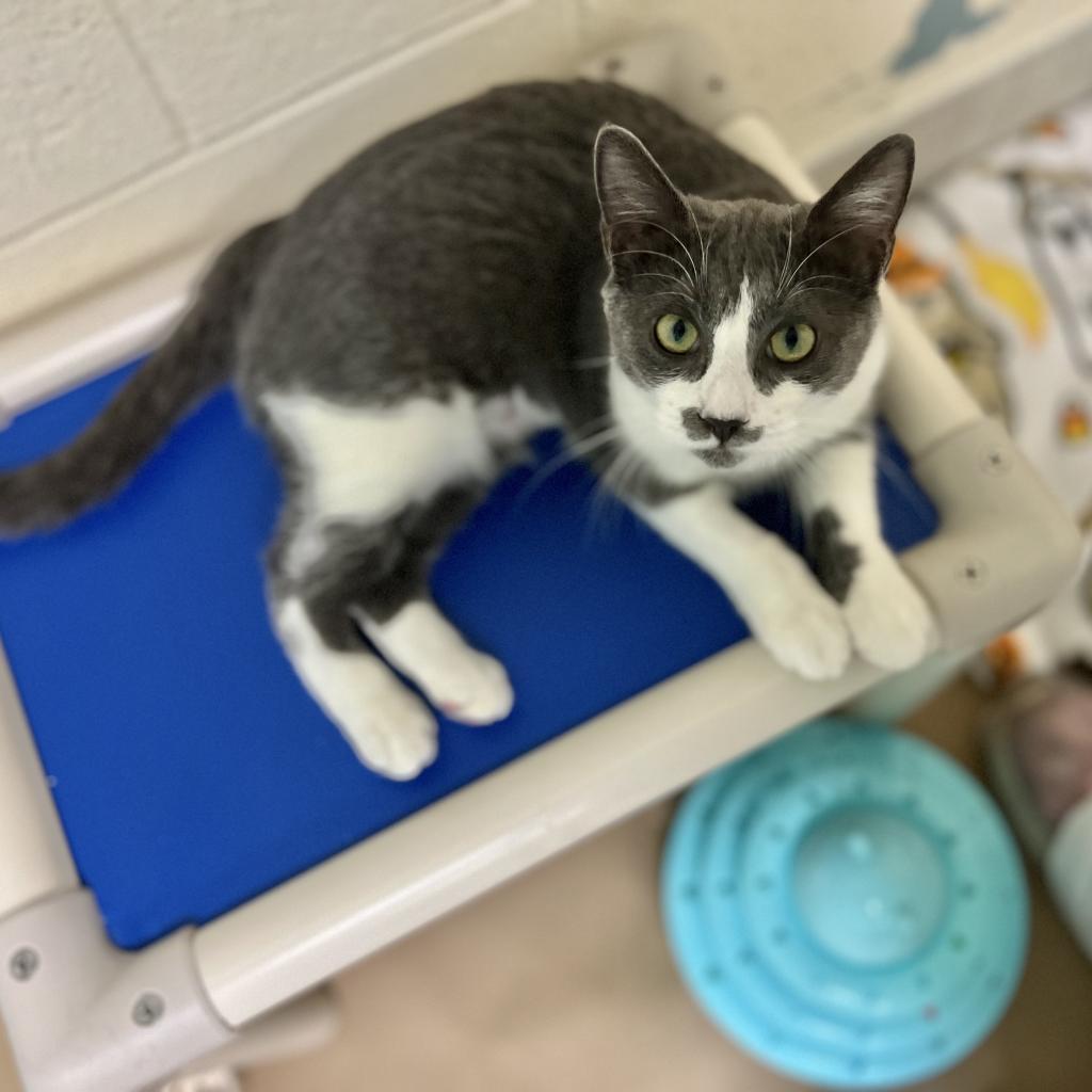 Sophia, Adoptable, Adult Female Domestic Short Hair.