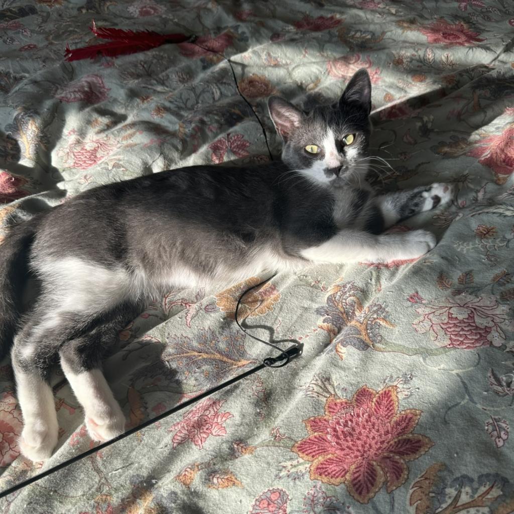 Enlarge Sophia, a Adoptable Domestic Short Hair in Wantagh, NY image 2/6