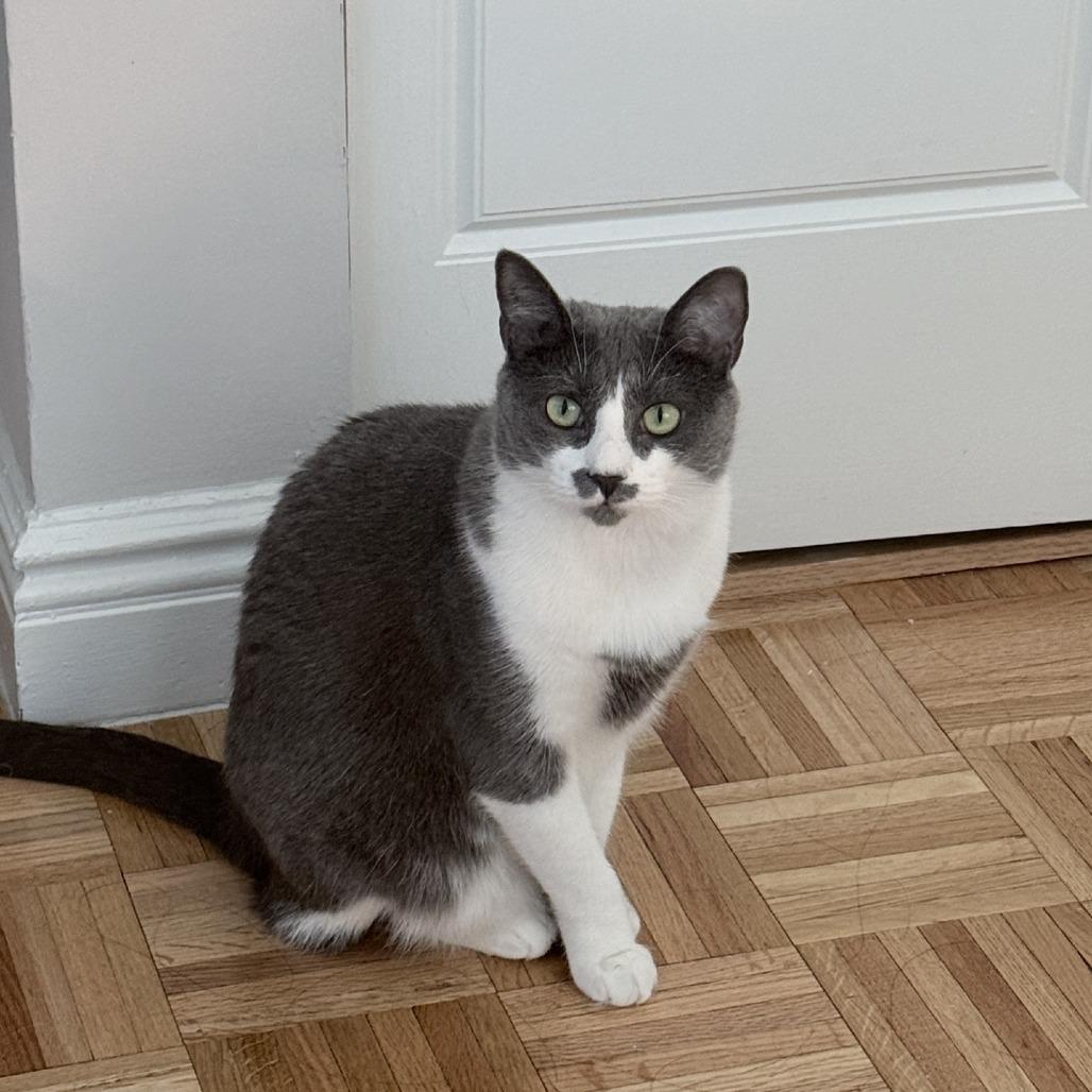 Sophia, a Adoptable Domestic Short Hair in Wantagh, NY image 2/6