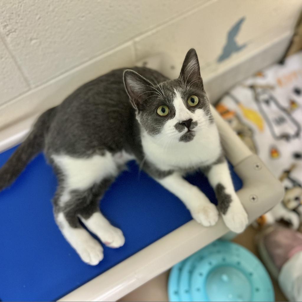 Enlarge Sophia, a Adoptable Domestic Short Hair in Wantagh, NY image 3/6