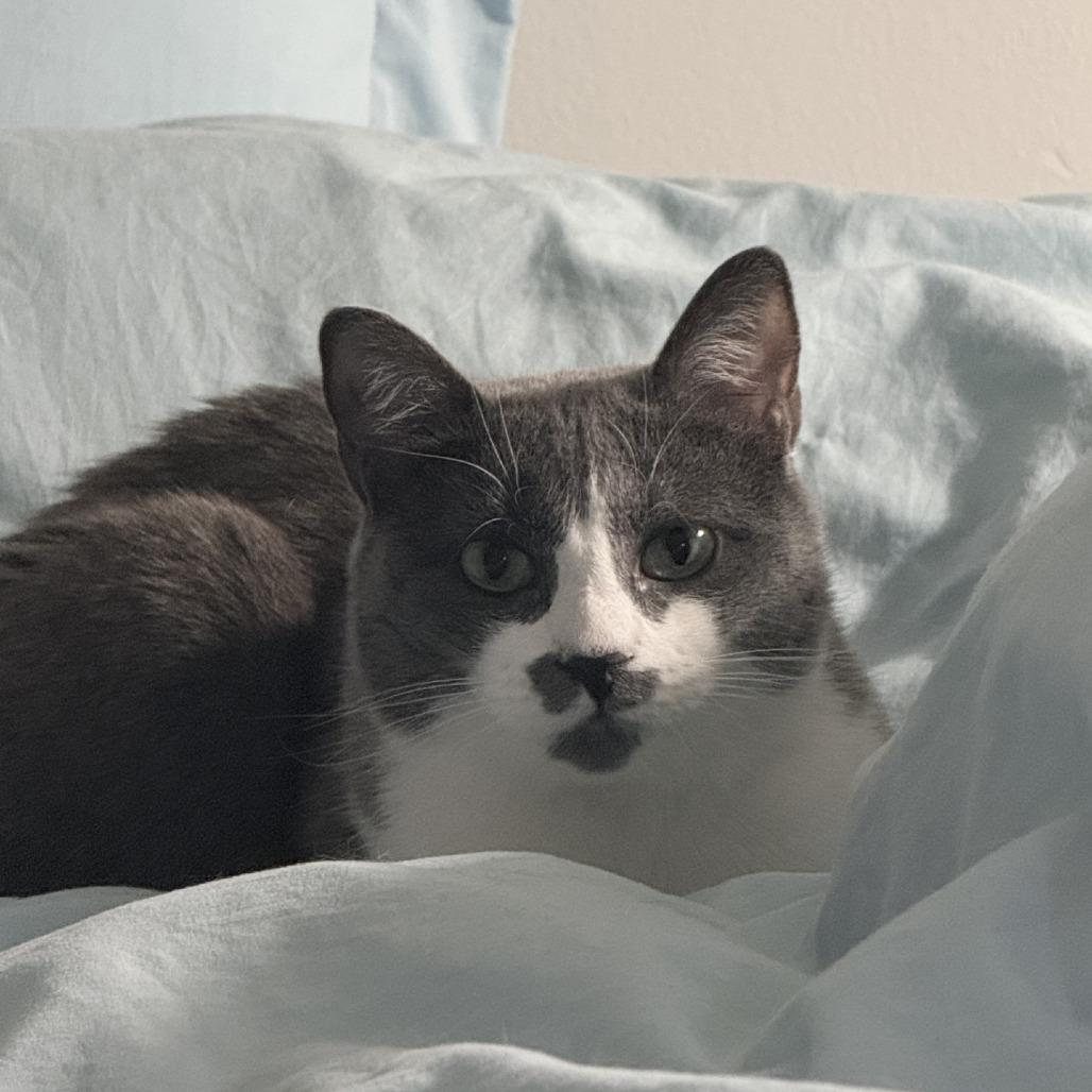 Sophia, a Adoptable Domestic Short Hair in Wantagh, NY image 4/6