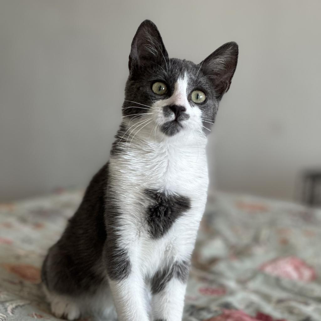 Enlarge Sophia, a Adoptable Domestic Short Hair in Wantagh, NY image 5/6