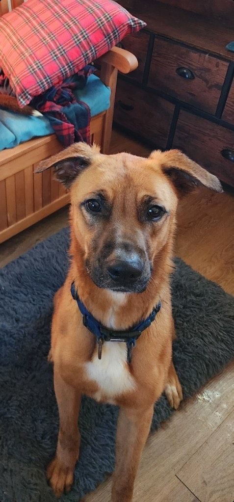 Cyrus-The Handsome Ridegeback Mix photo