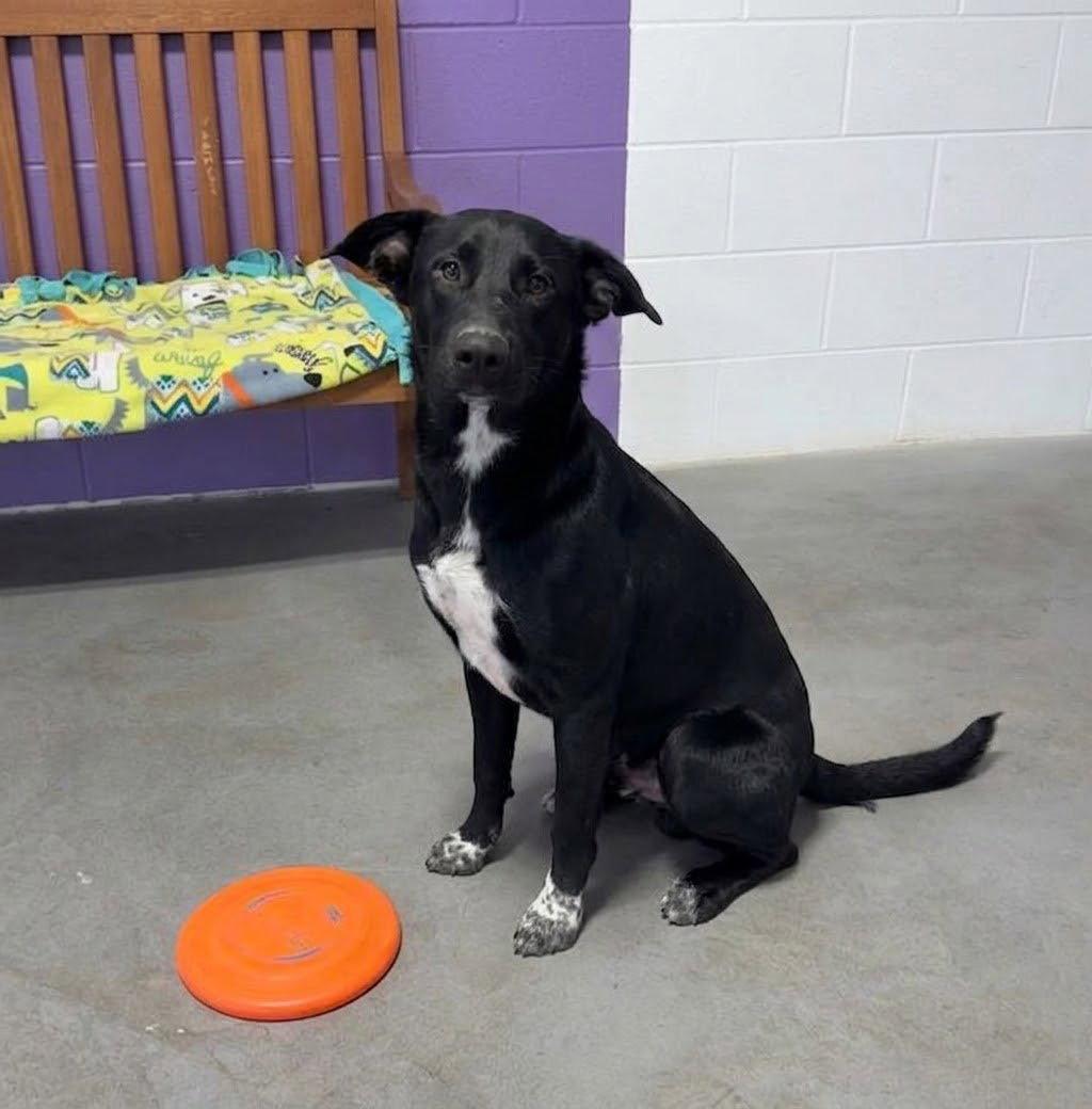 **TOAD**, Adoptable, Young Male Labrador Retriever.