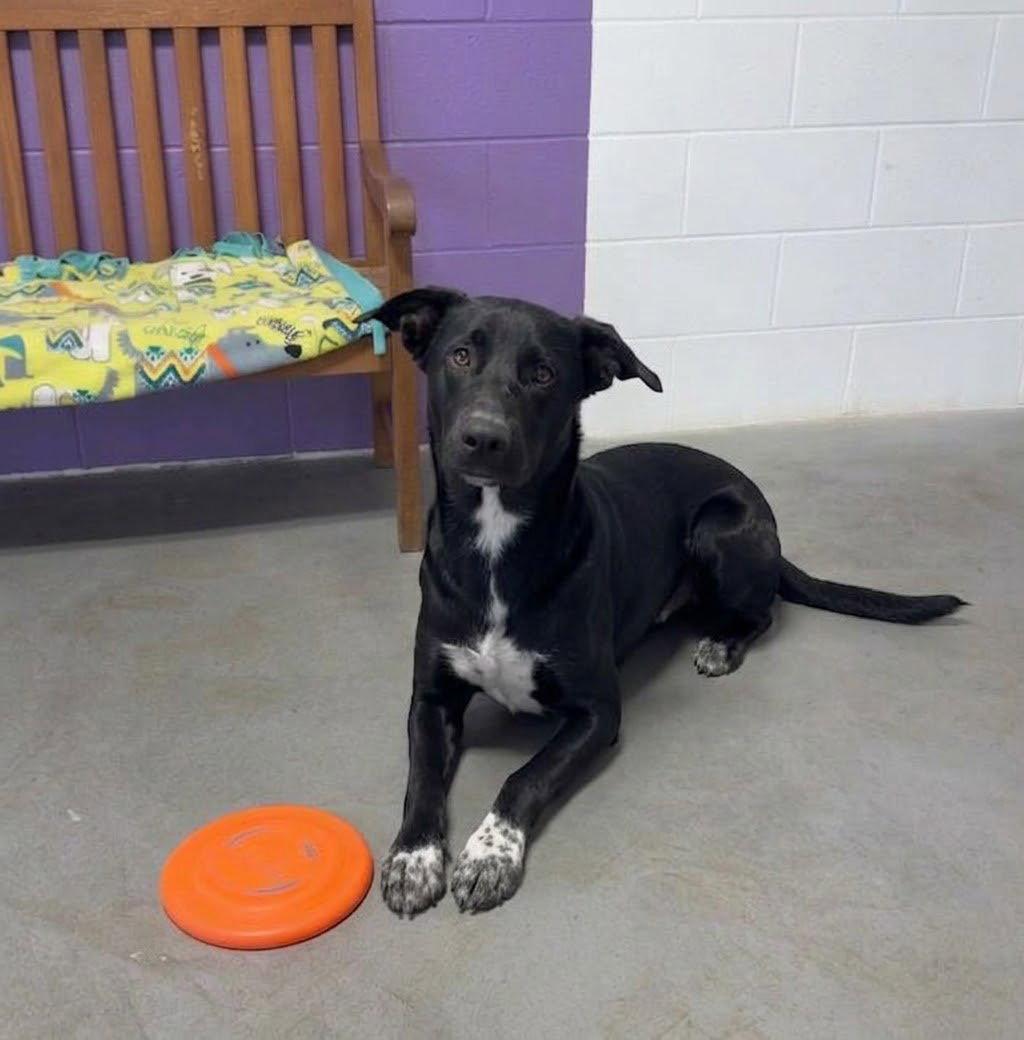Enlarge **TOAD**, a Adoptable Labrador Retriever in North Prairie, WI image 2/3