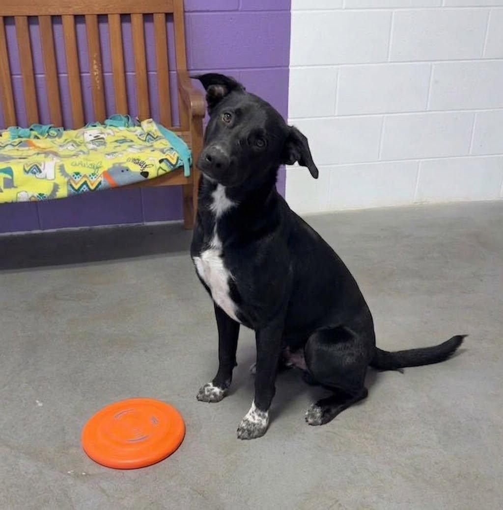 Enlarge **TOAD**, a Adoptable Labrador Retriever in North Prairie, WI image 3/3
