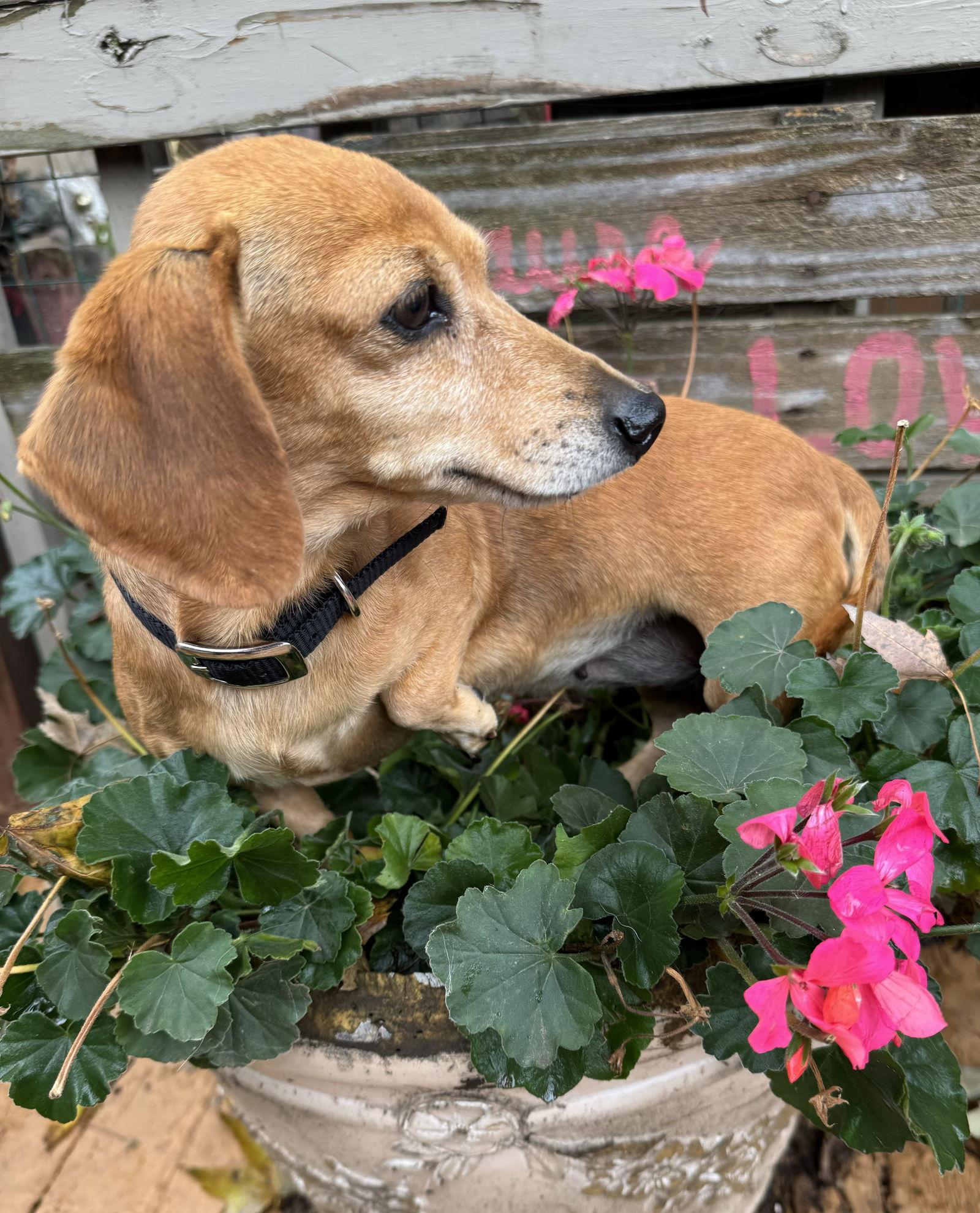 Enlarge Ellie, a Adoptable Dachshund in Sioux Falls, SD image 3/3