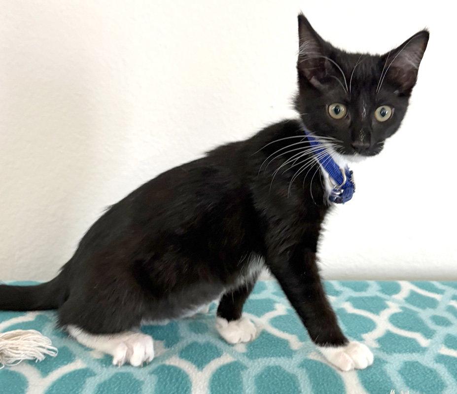SnoBall, Adopted, Kitten Female Tuxedo & Domestic Short Hair.