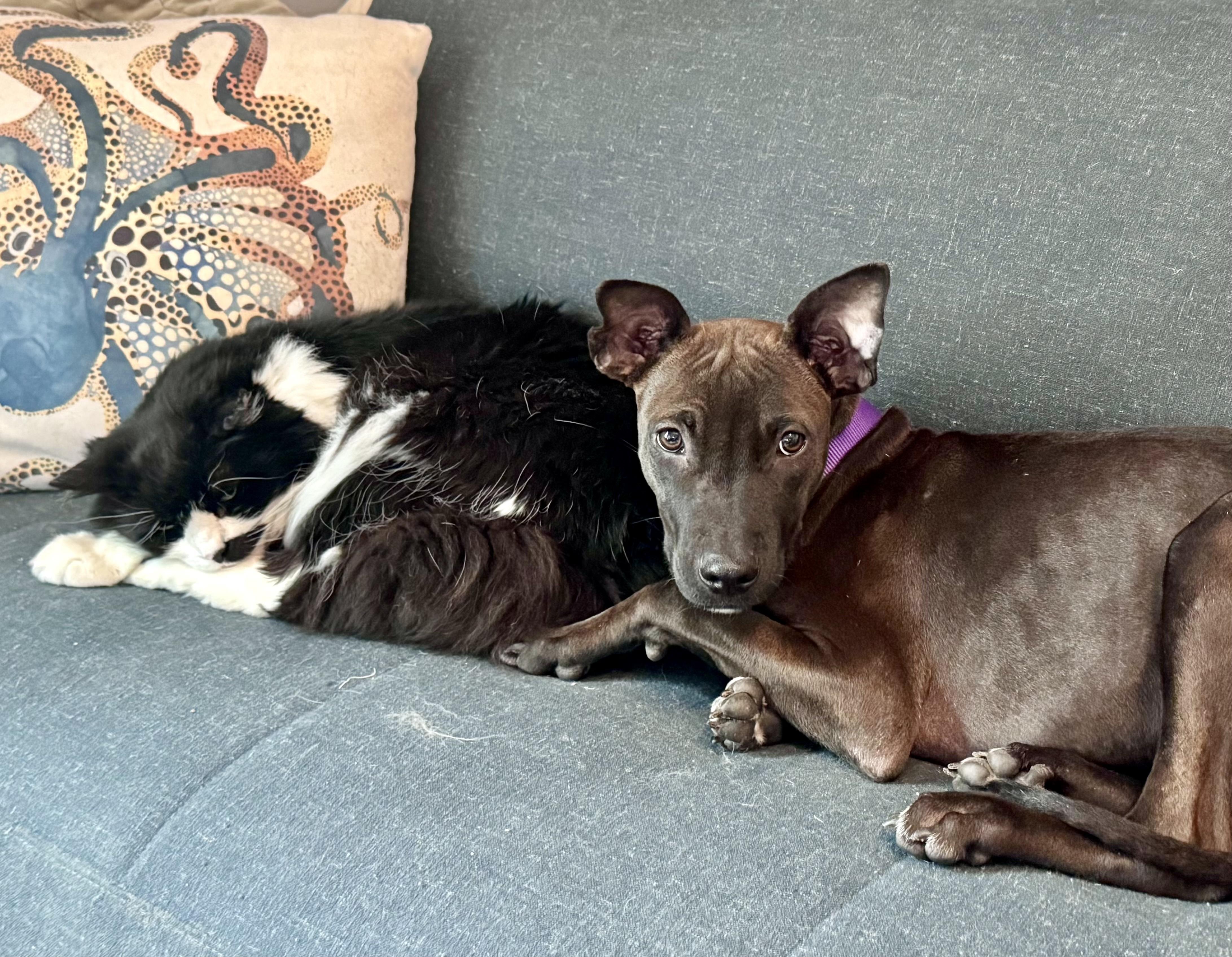 Enlarge Flora, a ADOPTABLE Mixed Breed in Weymouth, MA image 4/6