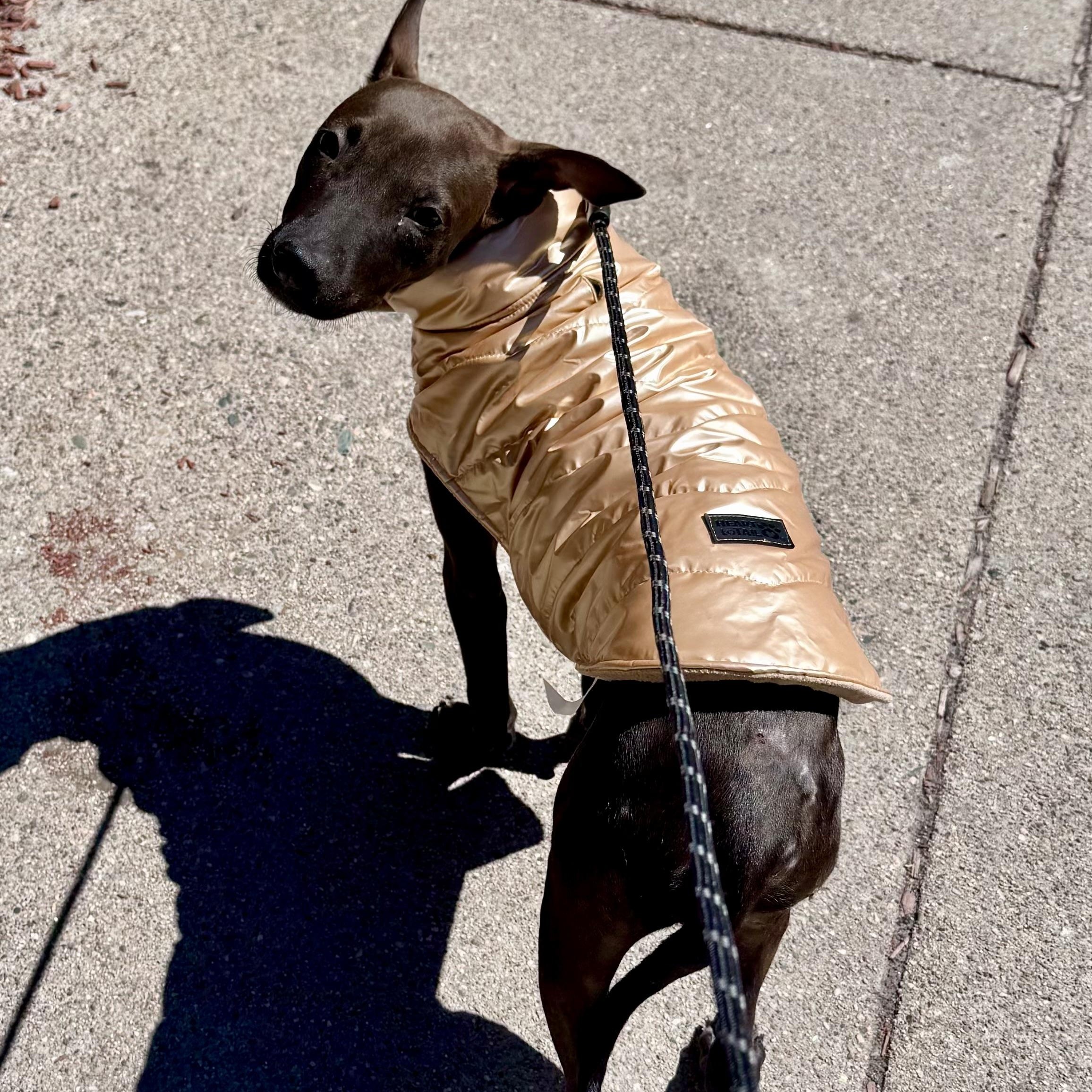 Enlarge Flora, a ADOPTABLE Mixed Breed in Weymouth, MA image 2/6