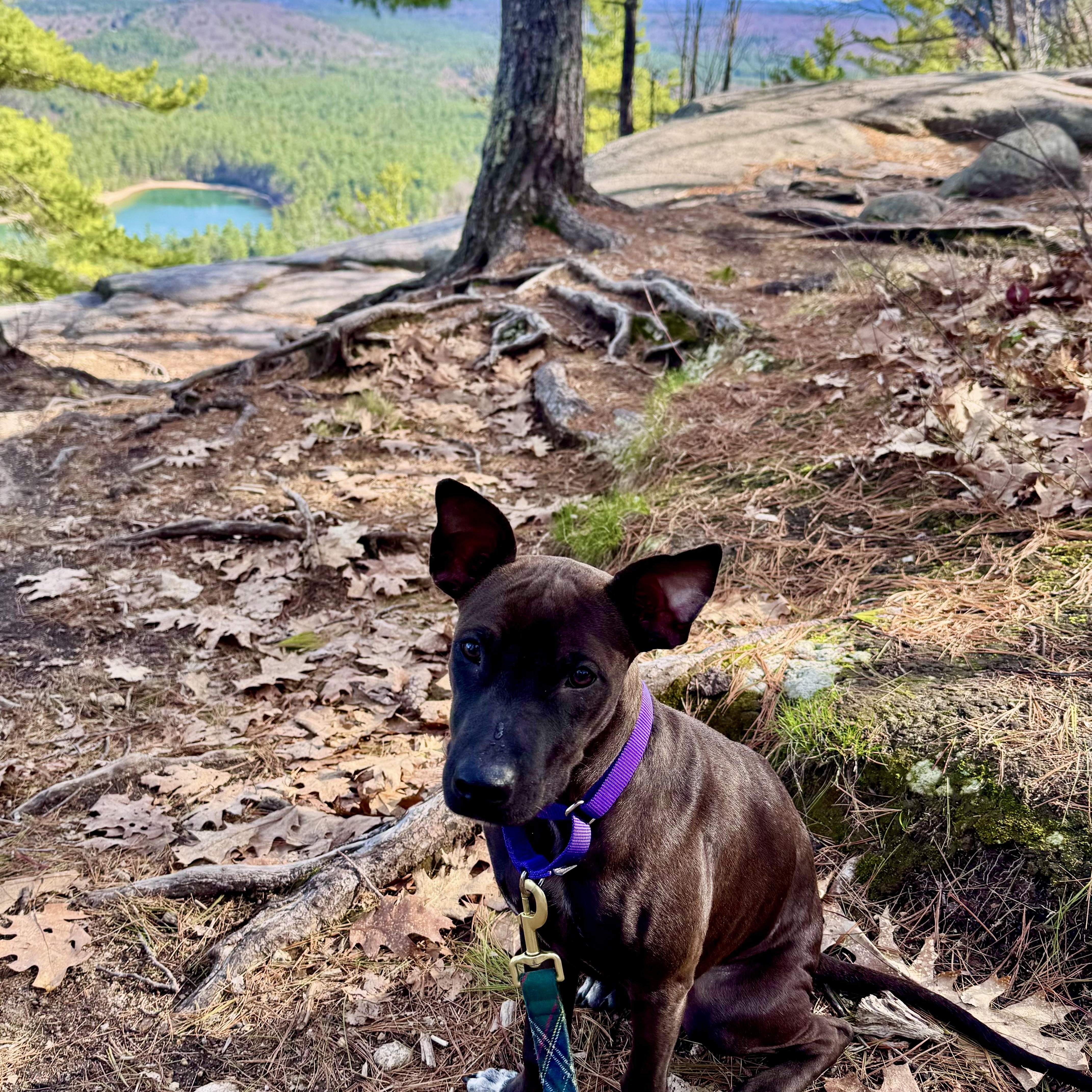 Enlarge Flora, a ADOPTABLE Mixed Breed in Weymouth, MA image 6/6