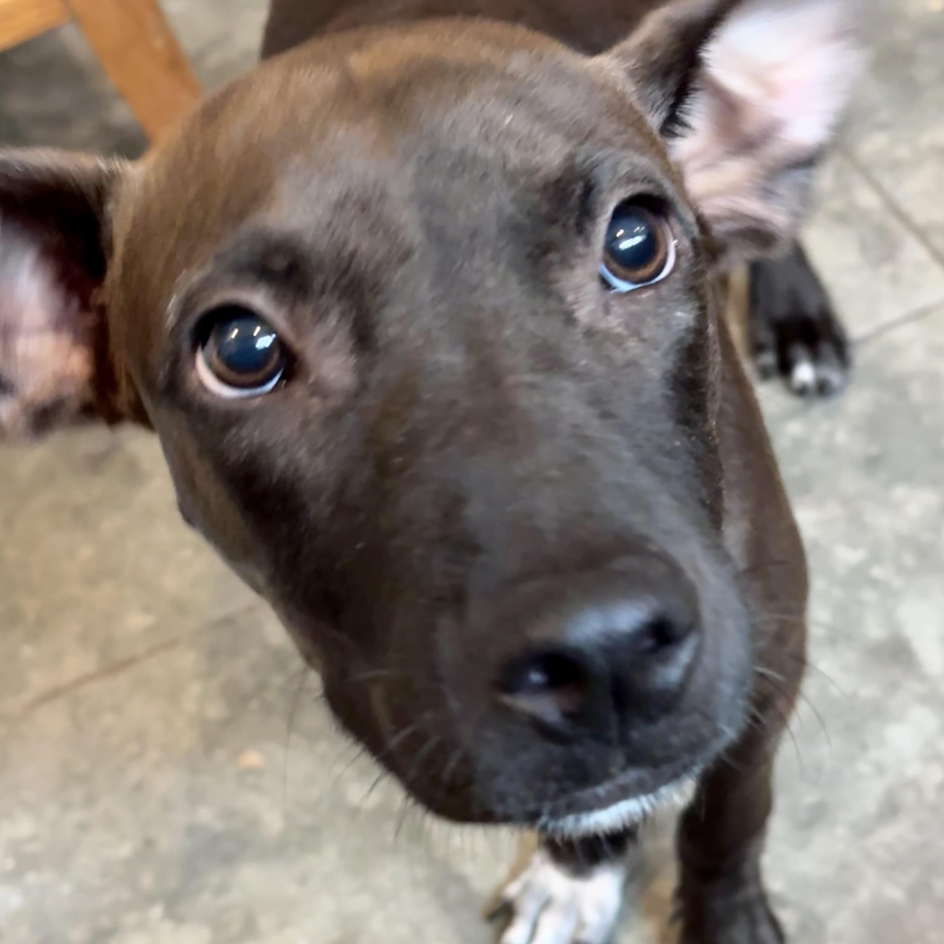 Enlarge Flora, a ADOPTABLE Mixed Breed in Weymouth, MA image 3/6