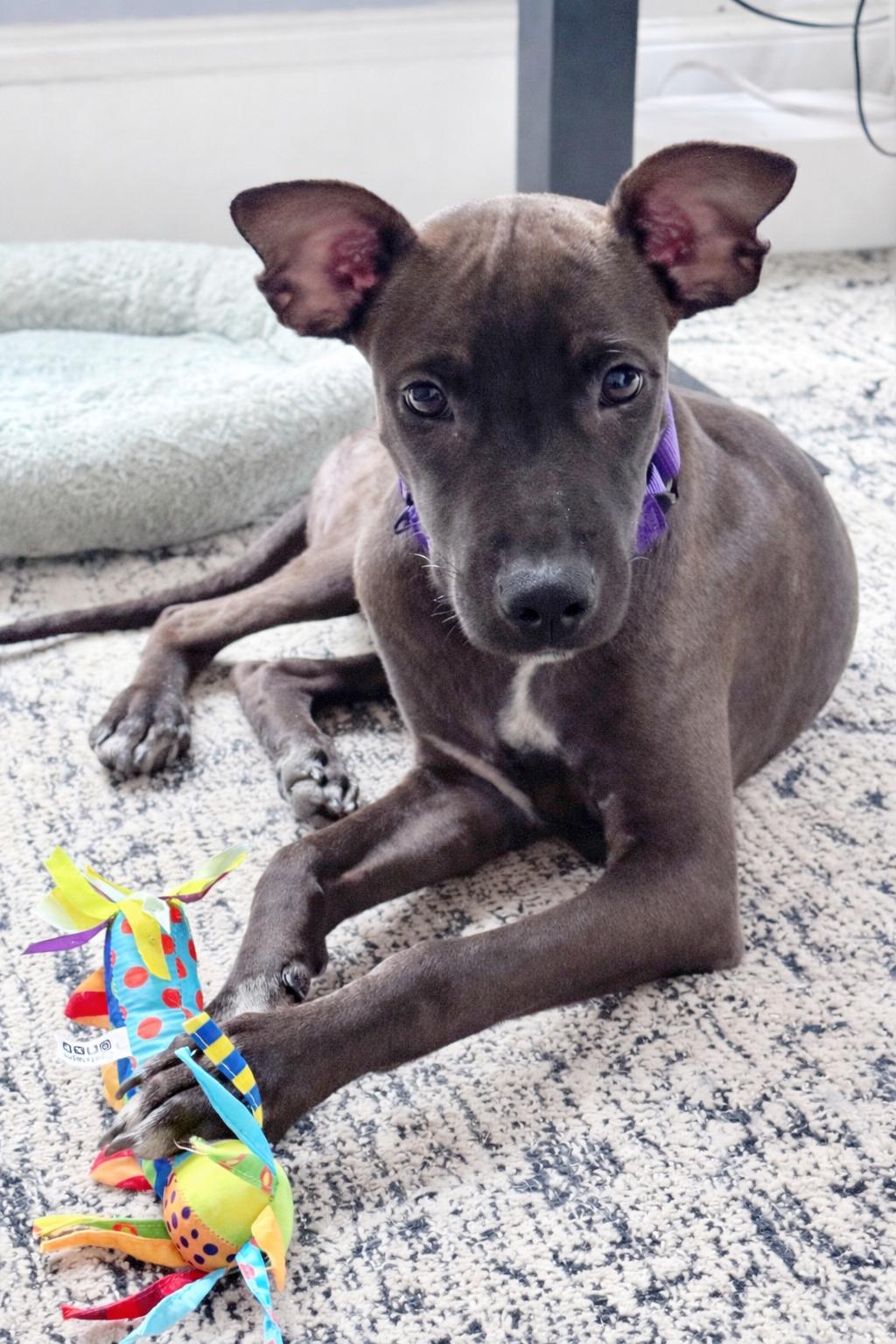 Flora, ADOPTABLE, Puppy Female Mixed Breed.