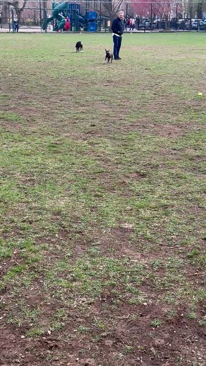 Enlarge Flora, a ADOPTABLE Mixed Breed in Weymouth, MA video 5/6