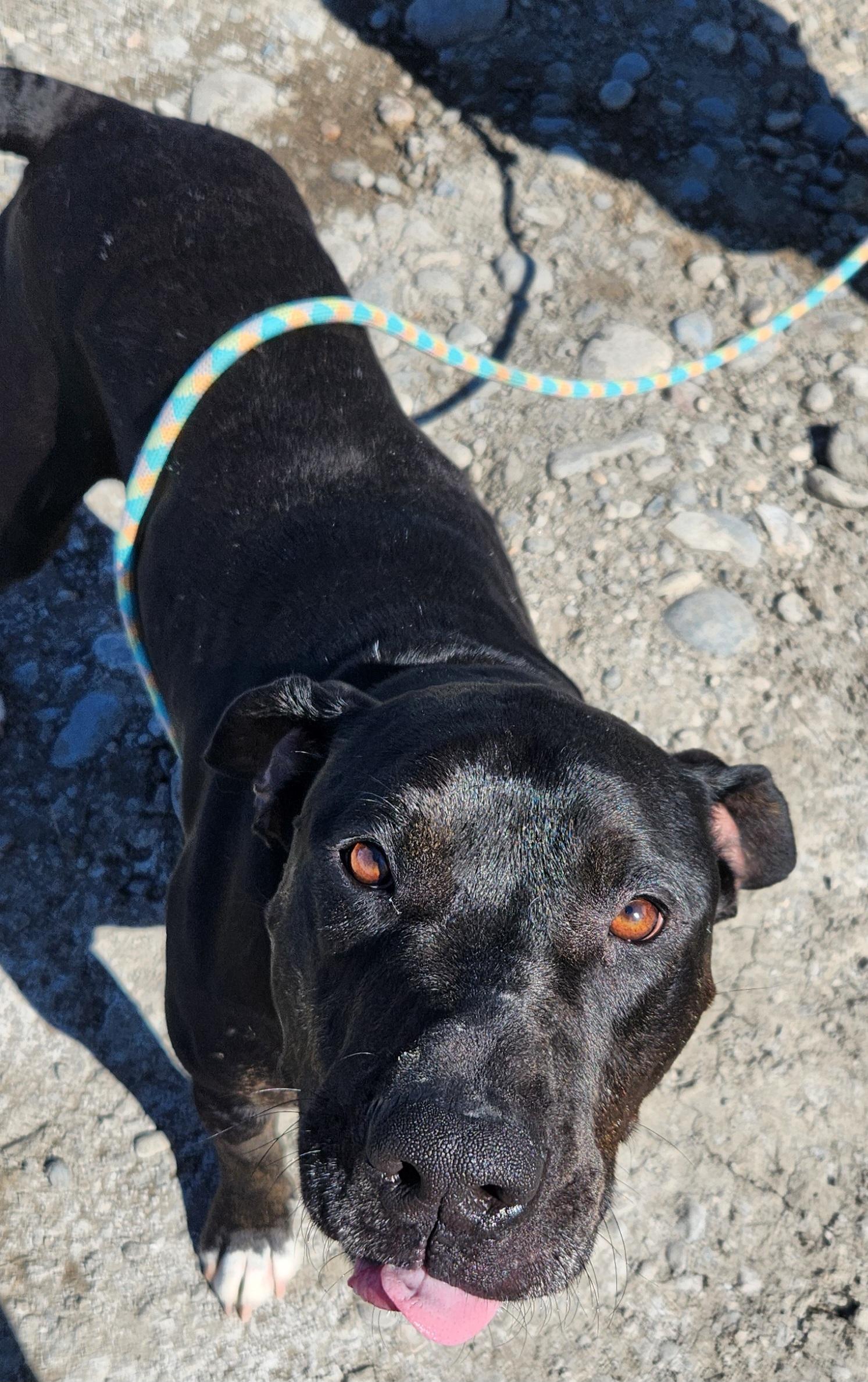 Enlarge Bentley, an adopted mixed breed in Billings, MT image 1/1