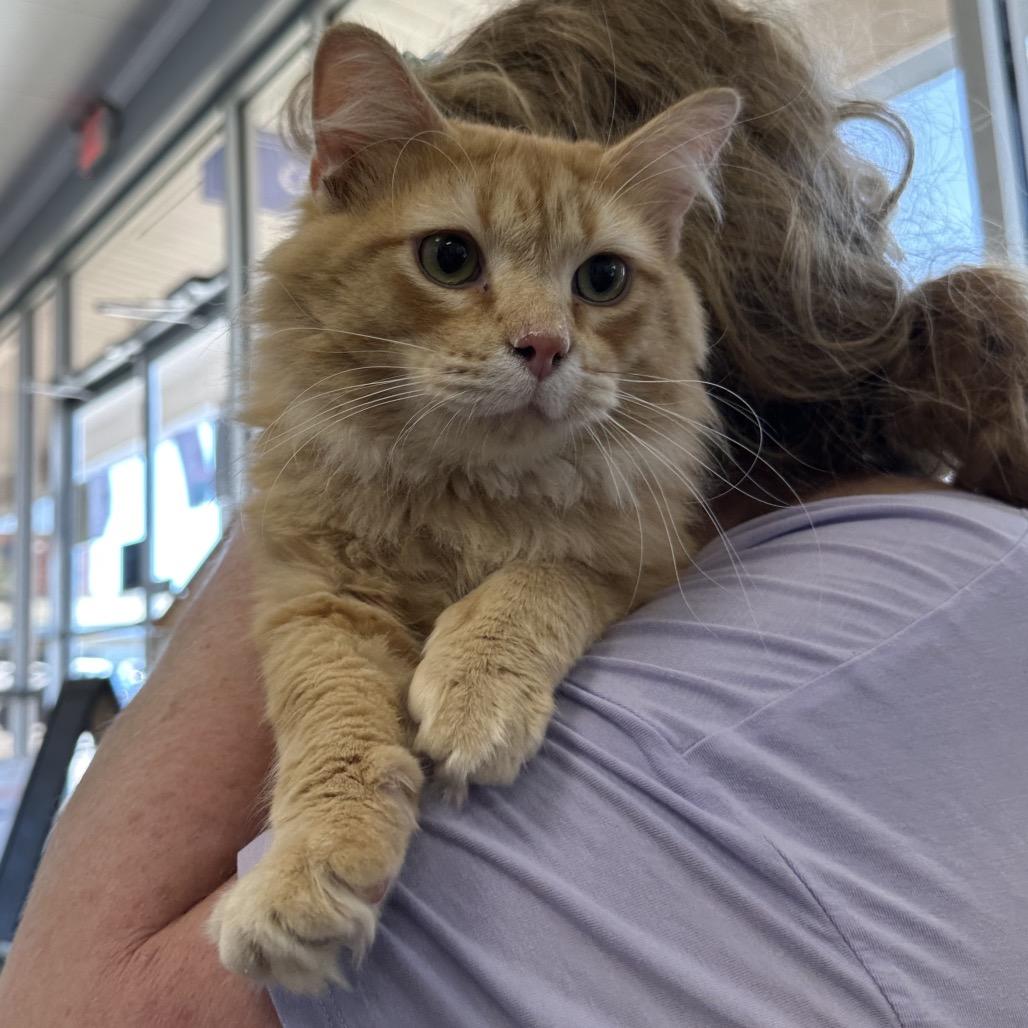 Danny Boy, an adoptable Domestic Long Hair in Nashville, TN_image-1