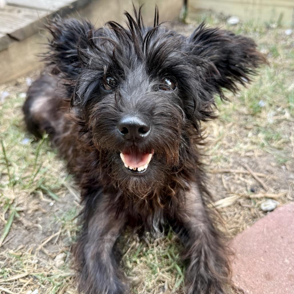 Lenore, Adoptable, Adult Female Schnauzer.