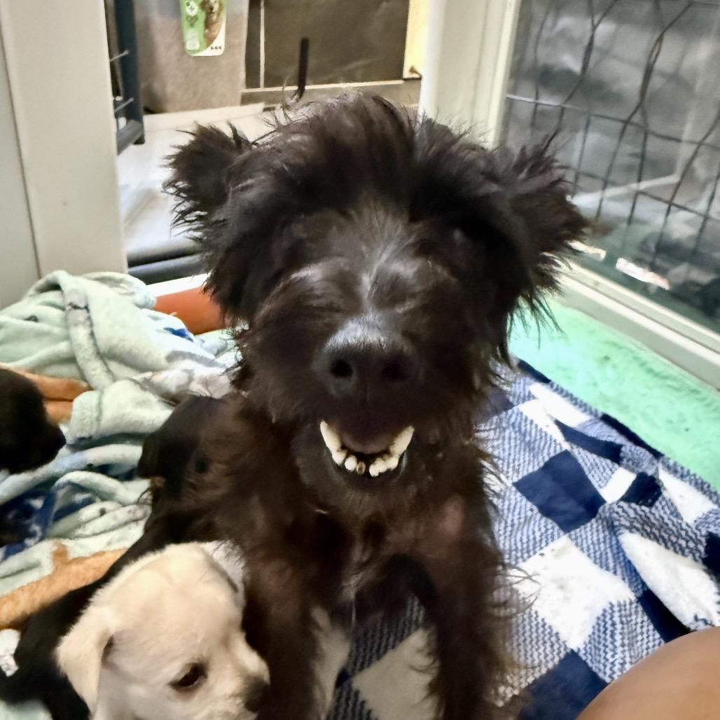 Enlarge Lenore, a Adoptable Schnauzer in Katy, TX image 2/2