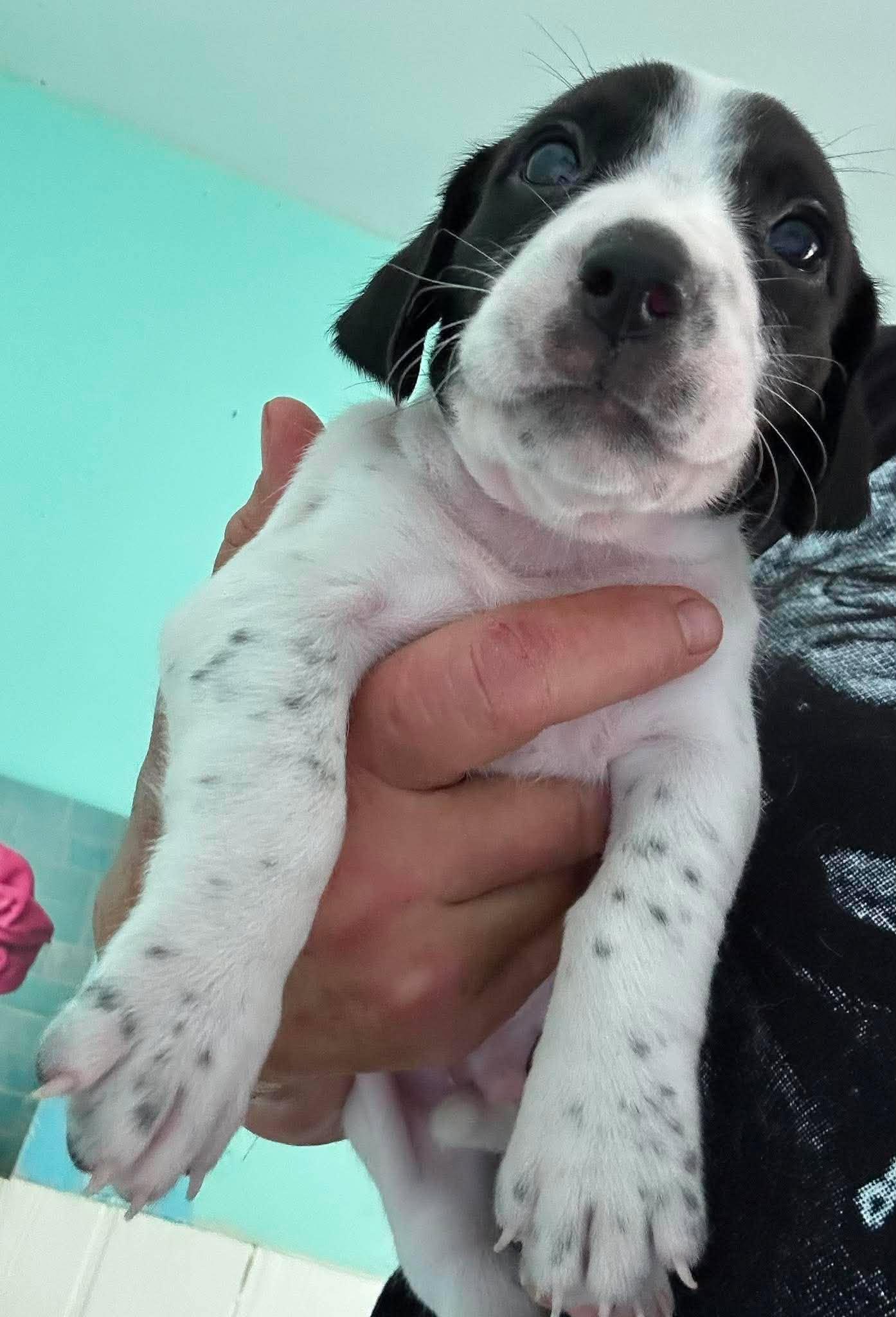 Barry - Puppy of Pennie, Adoptable, Puppy Male Irish Setter.