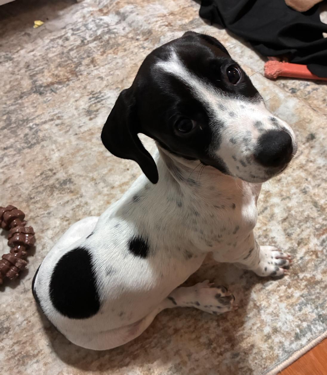 Enlarge Barry - Puppy of Pennie, a Adoptable mixed breed in Osteen, FL image 2/3