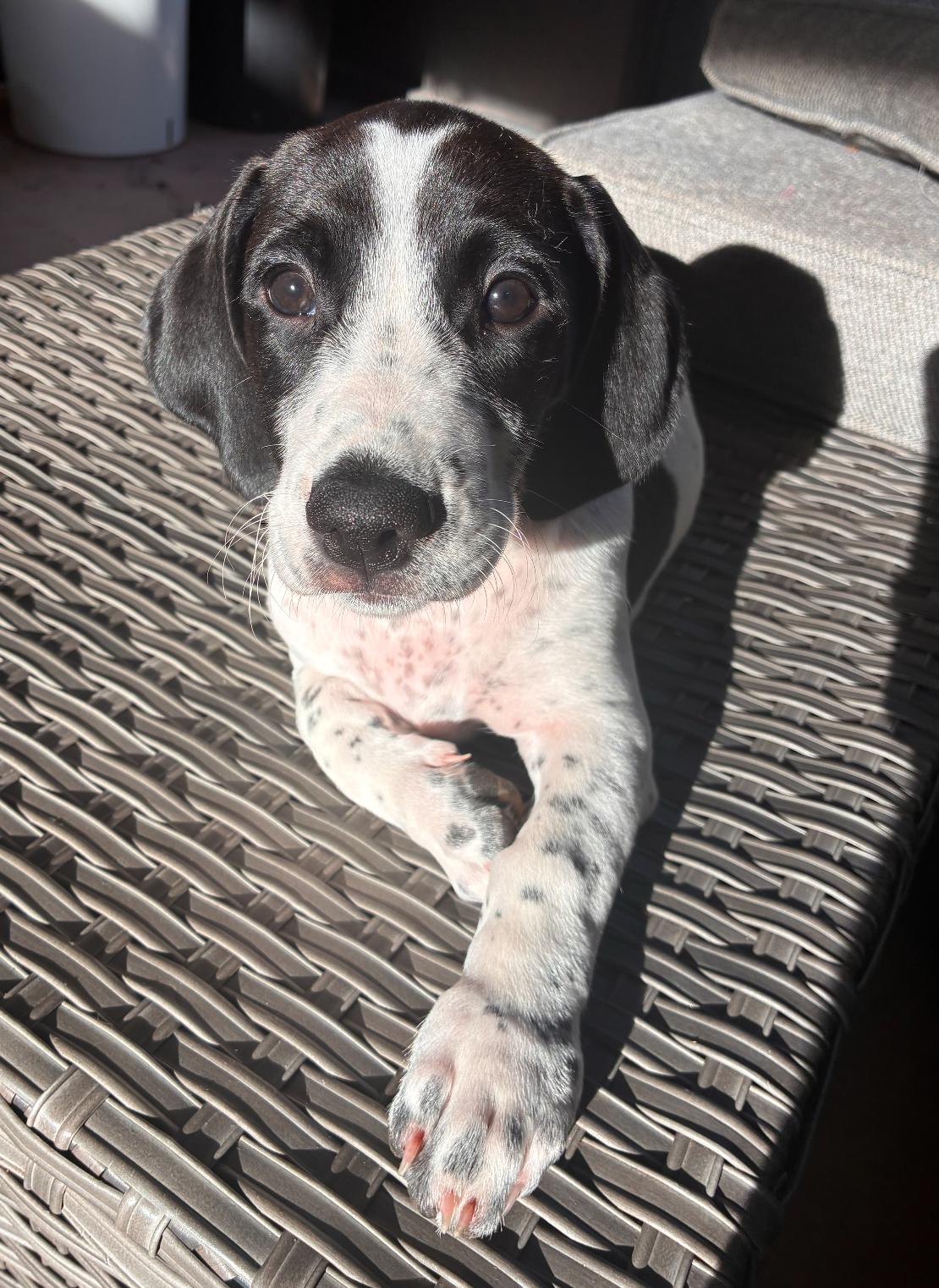 Enlarge Barry - Puppy of Pennie, a Adoptable mixed breed in Osteen, FL image 3/3