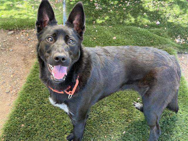 Enlarge CHAPPIE, a Adoptable mixed breed in Santa Rosa, CA image 1/1