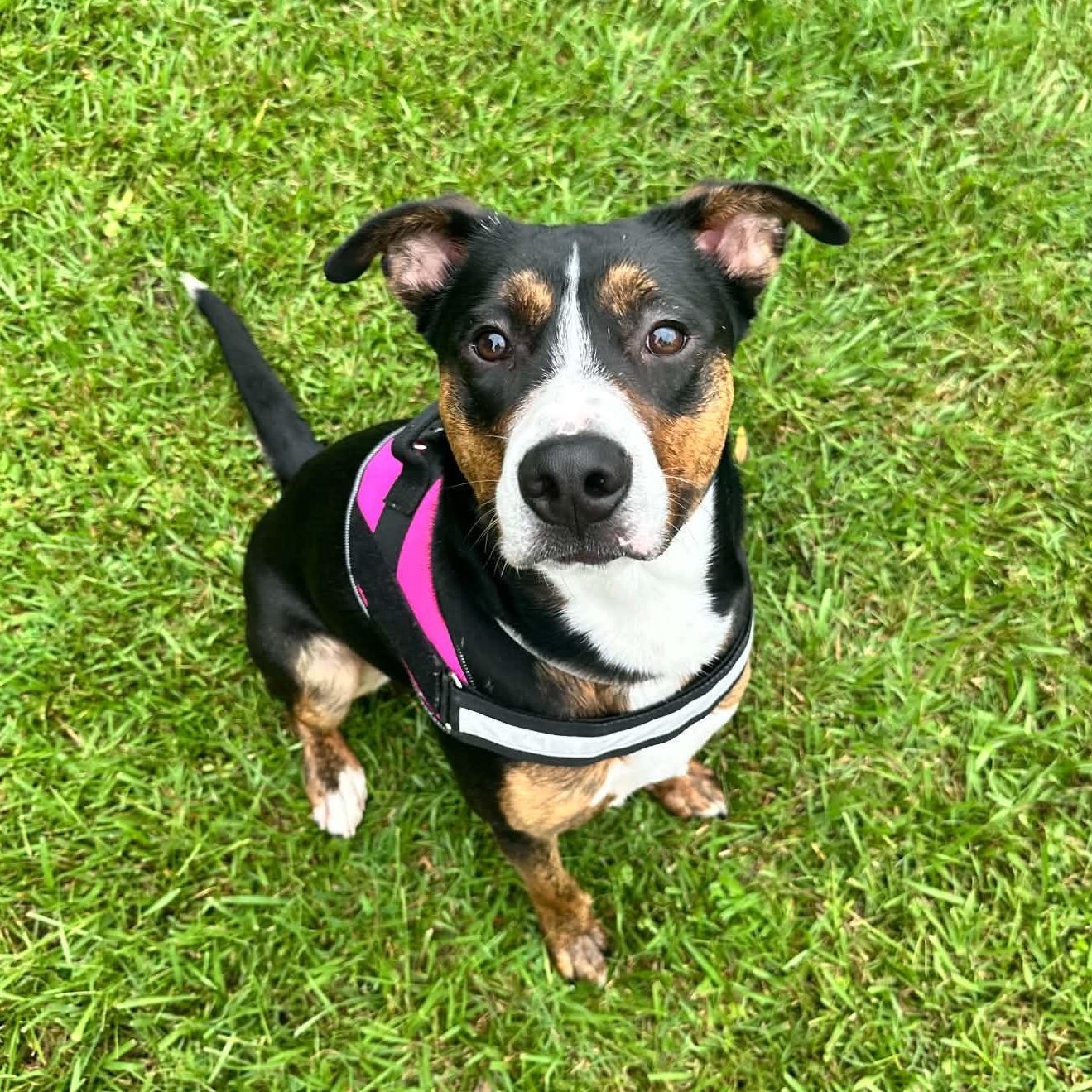 Enlarge Haden, a Adoptable mixed breed in New Bern , NC image 2/6