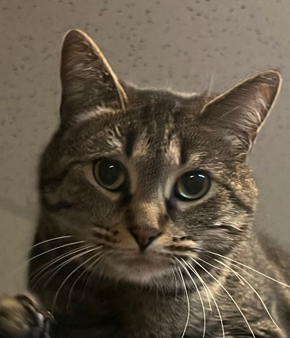 Abby