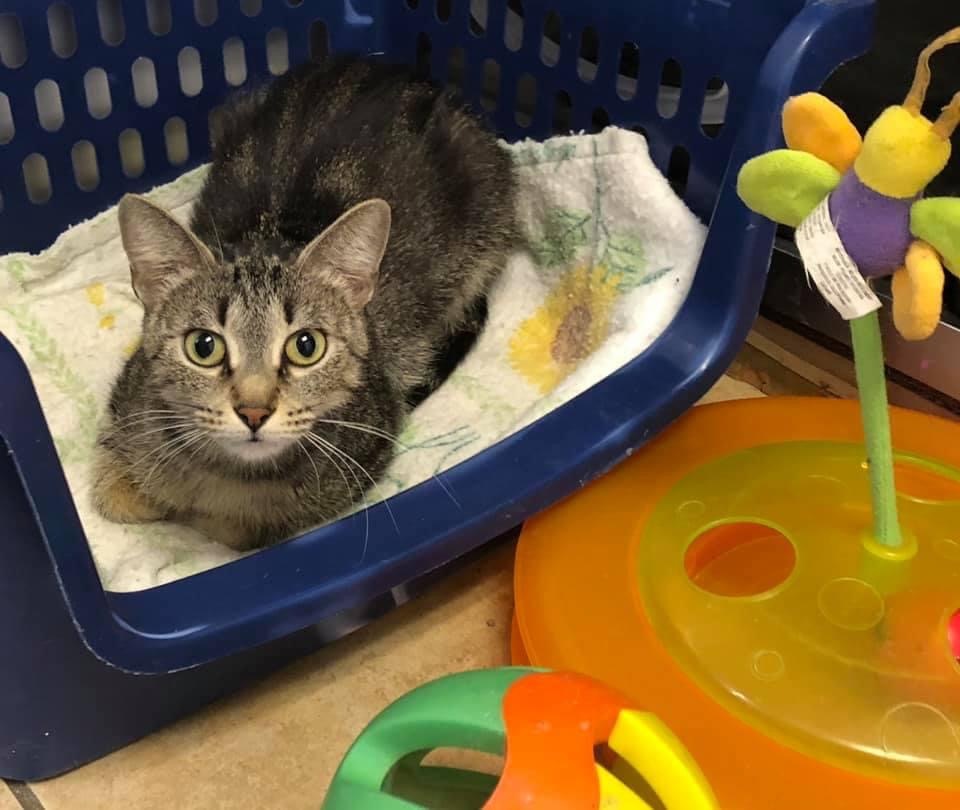 Enlarge Abby, a Adoptable Tabby in Independence, MO image 2/12