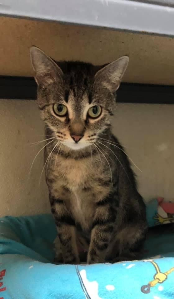 Enlarge Abby, a Adoptable Tabby in Independence, MO image 3/12