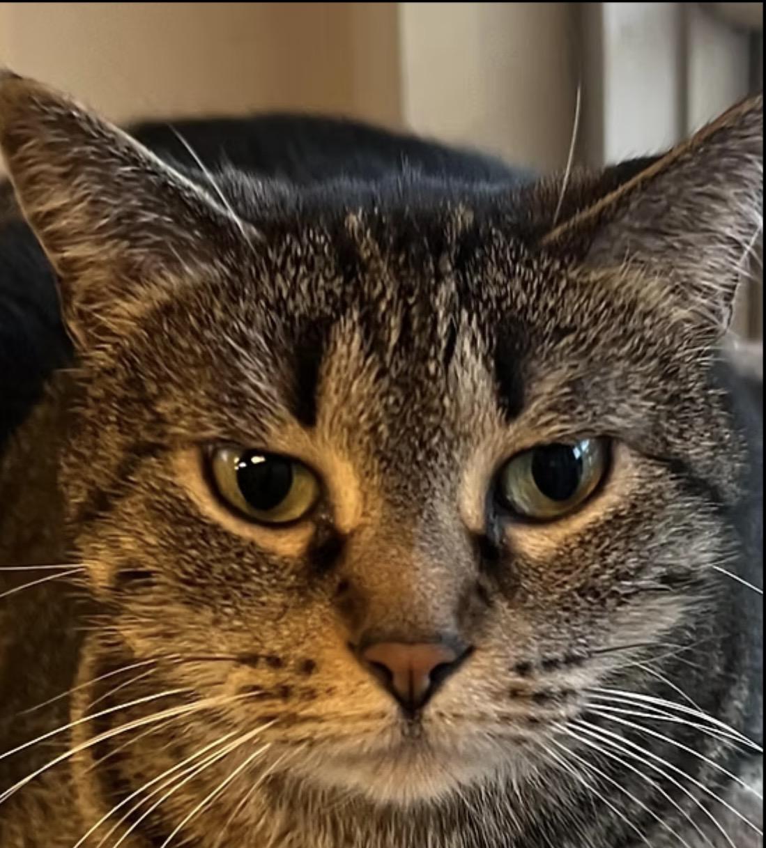 Abby, Adoptable, Adult Female Tabby.