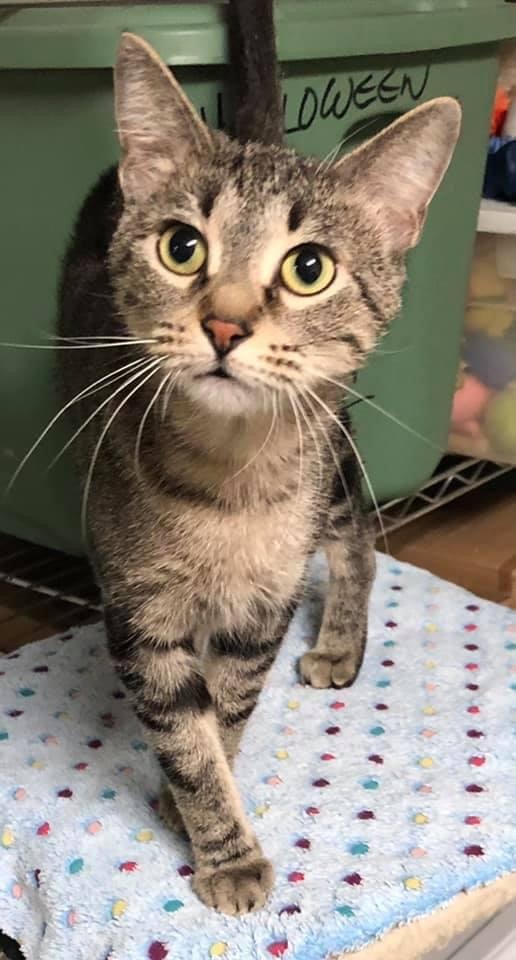 Enlarge Abby, a Adoptable Tabby in Independence, MO image 4/12