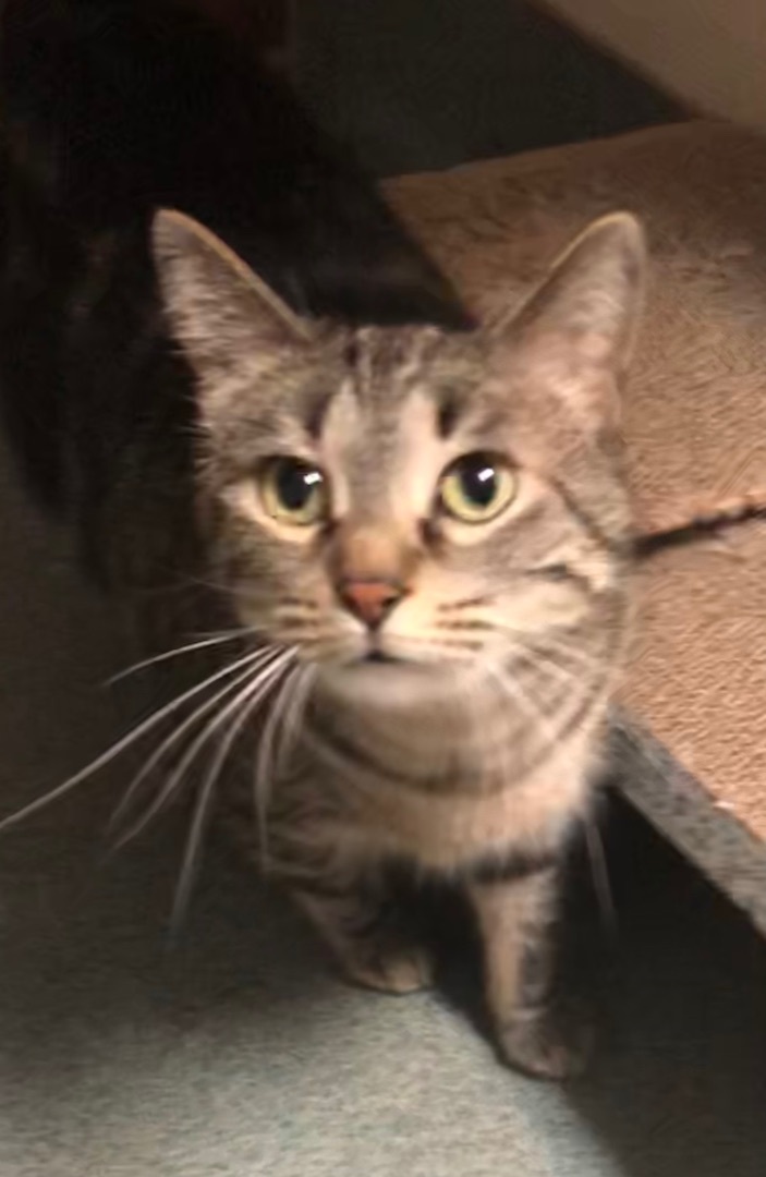 Enlarge Abby, a Adoptable Tabby in Independence, MO image 5/12