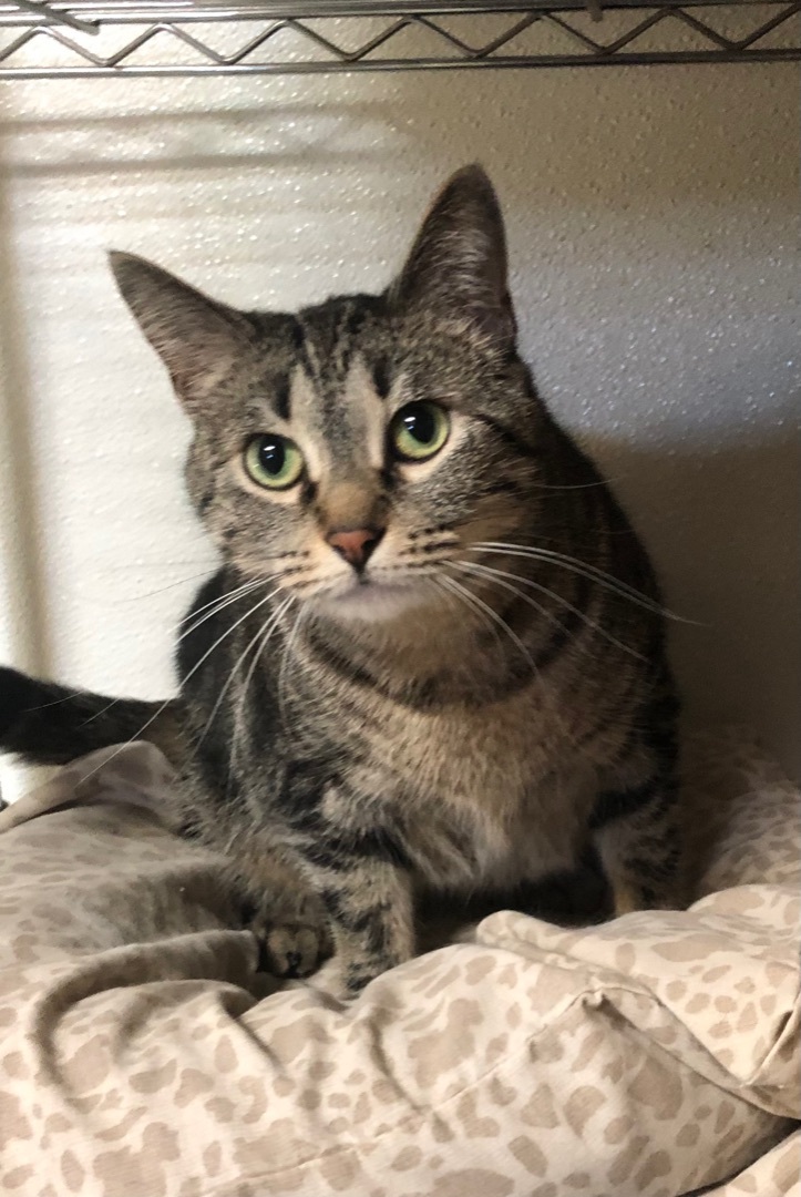 Enlarge Abby, a Adoptable Tabby in Independence, MO image 6/12