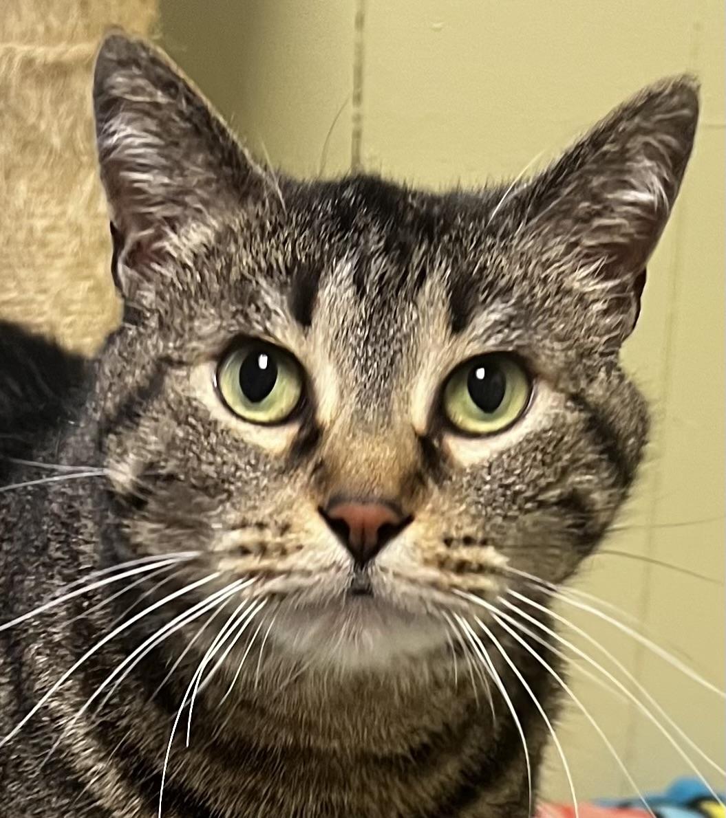 Enlarge Abby, a Adoptable Tabby in Independence, MO image 1/6