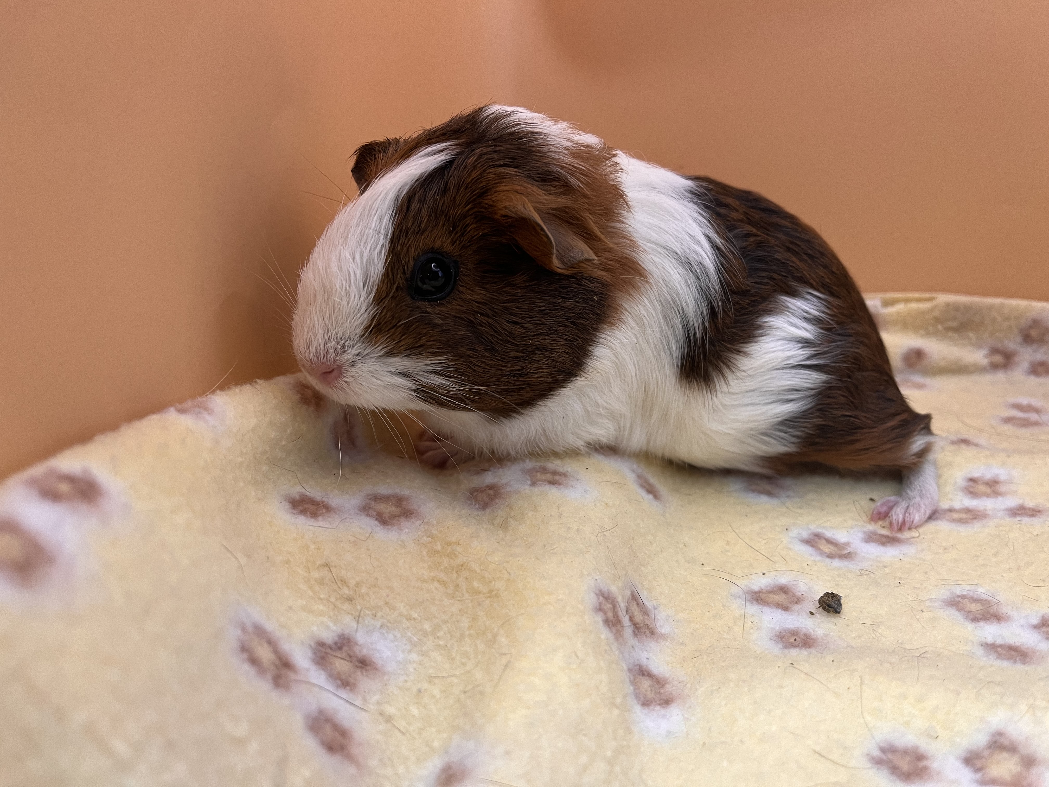 Enlarge Hazelnut, a Adoptable Guinea Pig in Eagle River, AK image 1/1