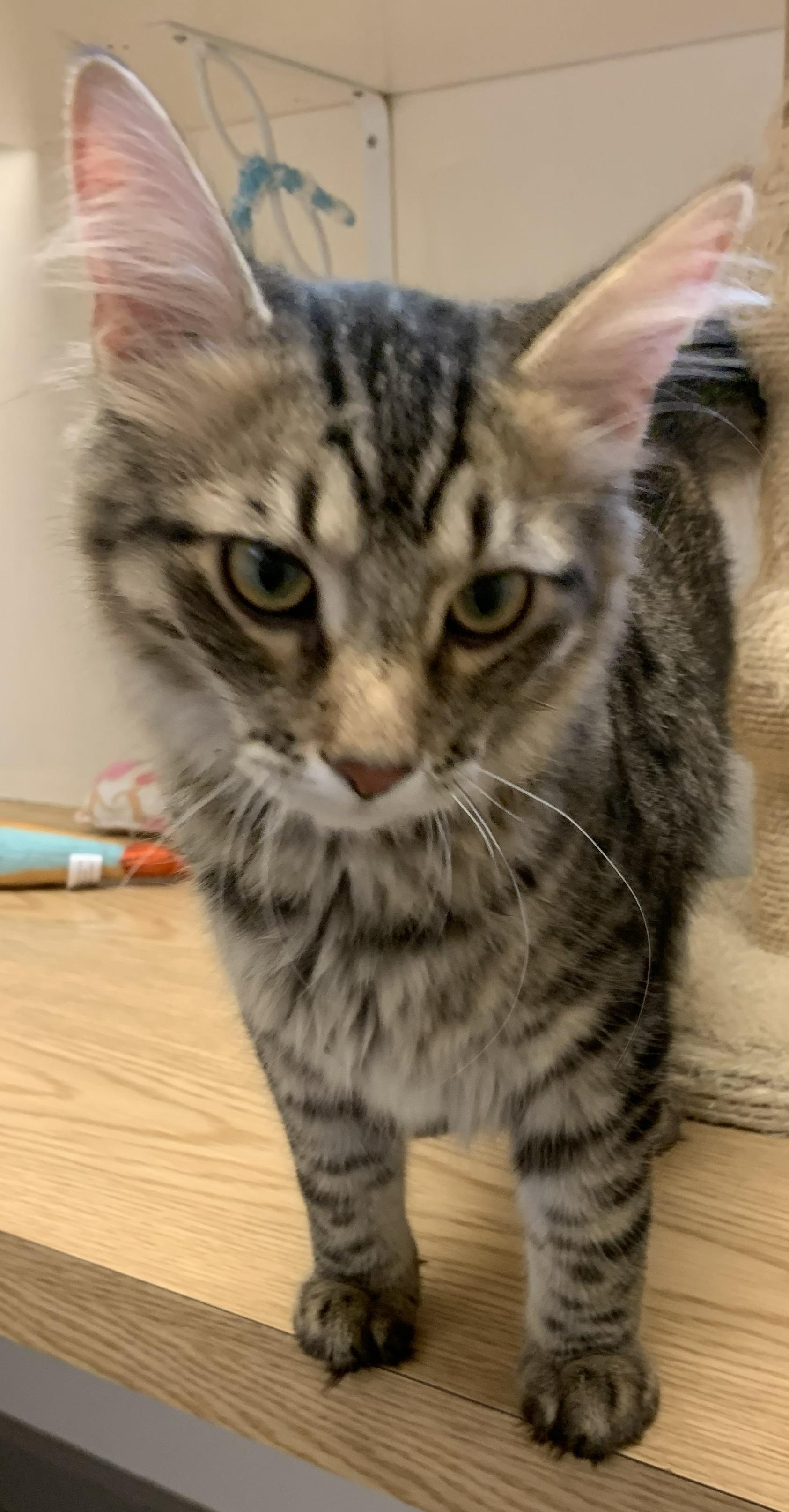Guinness26, an adopted Domestic Long Hair in Milwaukee, WI image 5/6