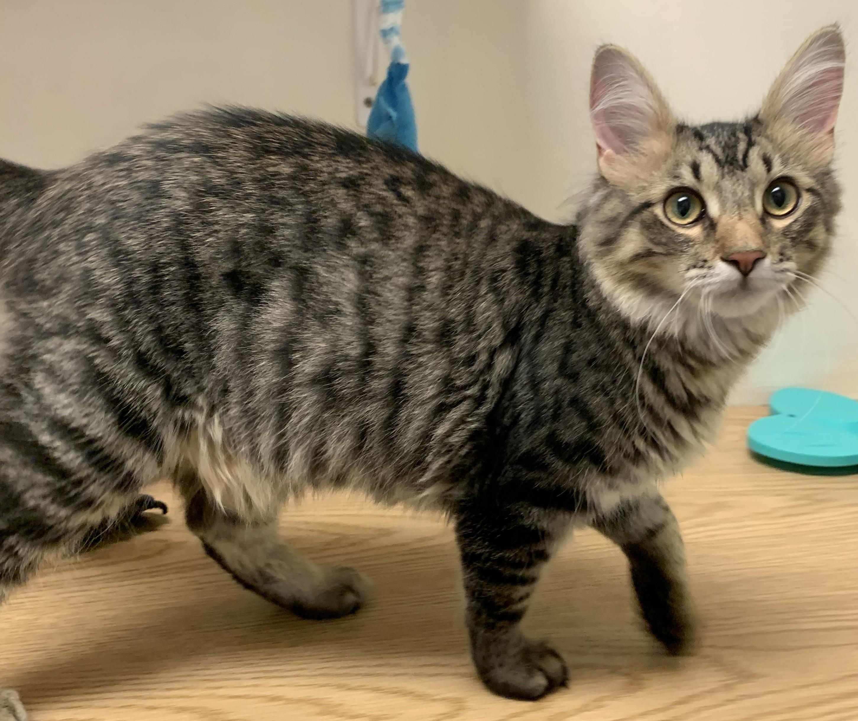 Guinness26, an adopted Domestic Long Hair in Milwaukee, WI image 3/6