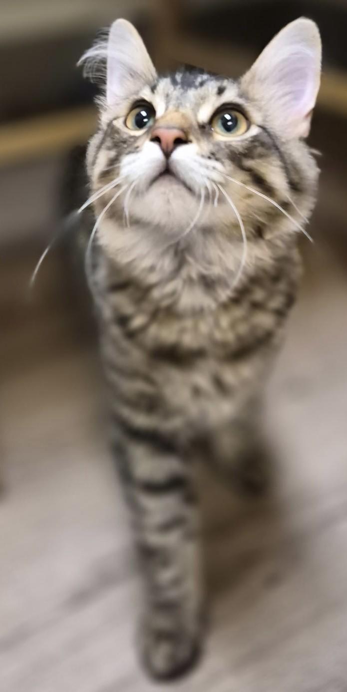 Guinness26, ADOPTABLE, Kitten Male Domestic Long Hair.